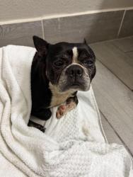 Found/Stray Male Dog last seen Santa Ursula ave, Laredo, TX 78040