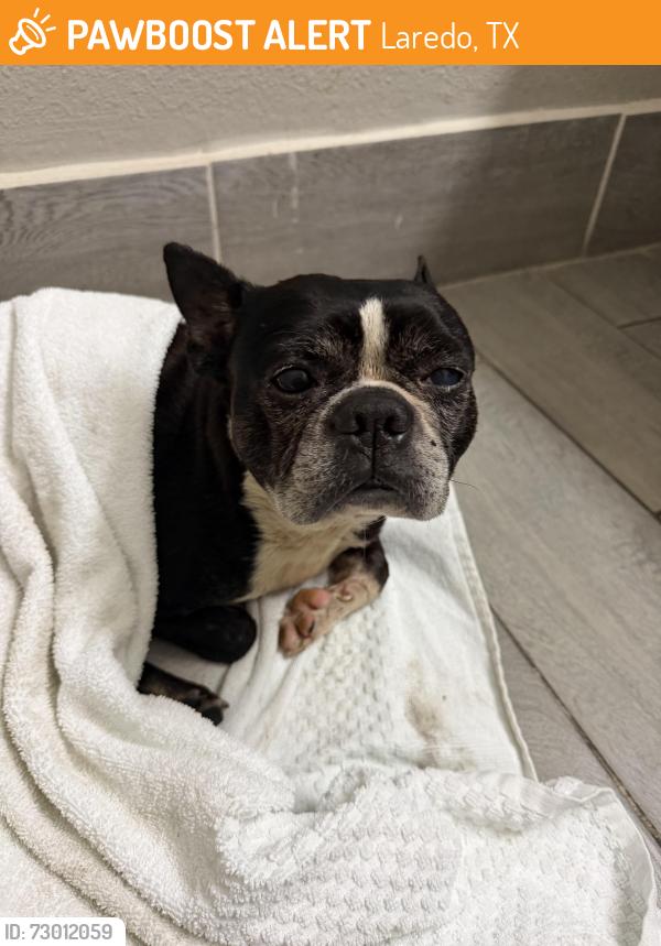 Found/Stray Male Dog last seen Santa Ursula ave, Laredo, TX 78040