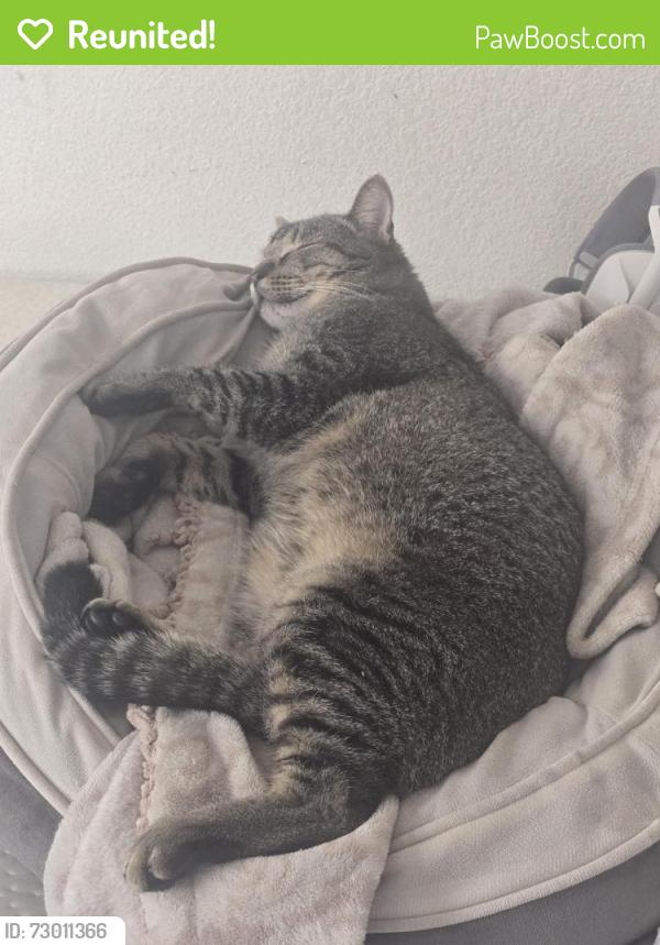 Reunited Male Cat last seen Dakota & Forestiere, Fresno, CA 93722