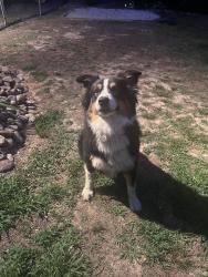 Reunited Male Dog last seen Near Franklin Hills Court, Randleman NC, Randolph County, NC 27230