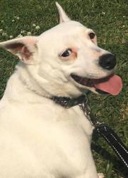 Reunited Female Dog last seen Marie Antoinette, between Congress and Johnston, Lafayette, LA 70506