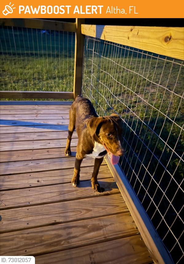 Found/Stray Female Dog last seen Near NW County Road 275 Altha, FL 32421, Altha, FL 32421