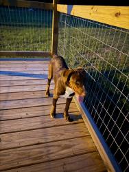 Found/Stray Female Dog last seen Near NW County Road 275 Altha, FL 32421, Altha, FL 32421