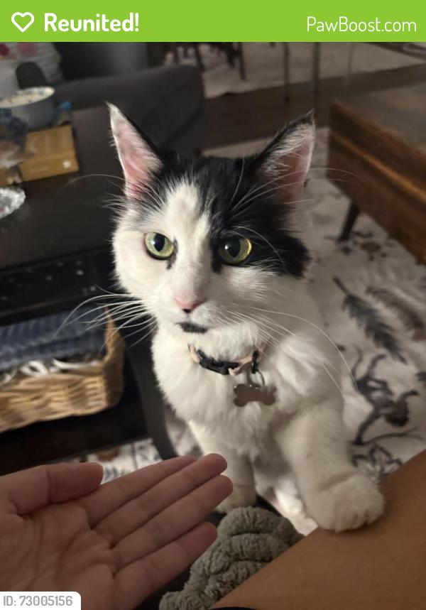 Reunited Female Cat last seen Northridge Road, Greenwich, CT 06870