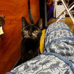 Shelter Stray Female Cat last seen , Animal Care & Control Team of Philly, 111 W Hunting Park Ave, Philadelphia, PA 19140, USA