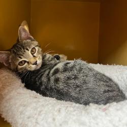 Shelter Stray Male Cat last seen , Animal Care & Control Team of Philly, 111 W Hunting Park Ave, Philadelphia, PA 19140, USA