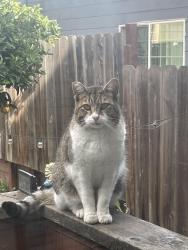 Lost Male Cat last seen San Pablo Ave, Oakland, CA 94608