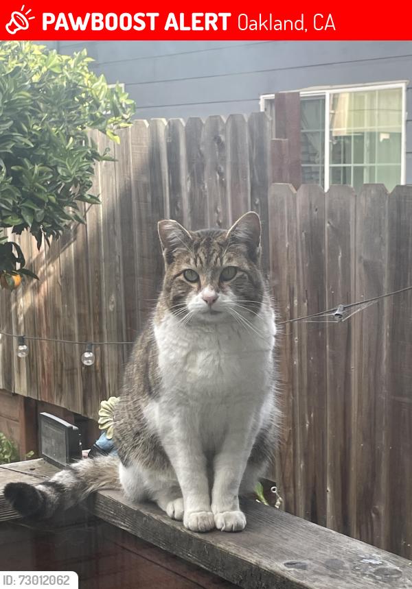 Lost Male Cat last seen San Pablo Ave, Oakland, CA 94608