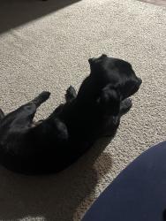 Reunited Male Dog last seen Perch Dr & Large Mouth Dr, Kaufman County, TX 75126