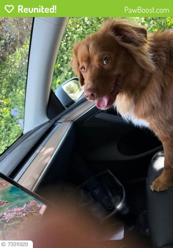 Reunited Unknown Dog last seen Spencer Ave, Sausalito, CA 94965