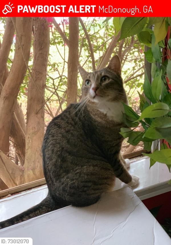 Lost Male Cat last seen Bridges Rd/Hwy 20/Autumn Lake, McDonough, GA 30253