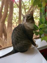 Lost Male Cat last seen Bridges Rd/Hwy 20/Autumn Lake, McDonough, GA 30253