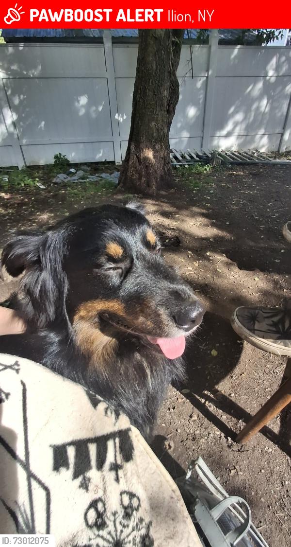 Lost Male Dog last seen By ilion high school and the creek, Ilion, NY 13357