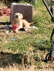 Lost Male Dog last seen A st, Terrace Way,Brundage Ln, Bakersfield, CA 93304