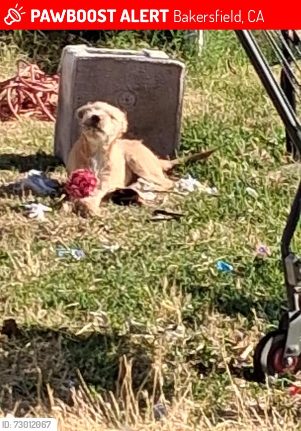 Lost Male Dog last seen A st, Terrace Way,Brundage Ln, Bakersfield, CA 93304