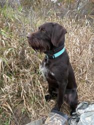 Reunited Male Dog last seen Whitaker and Lobdel rd, Whitaker Rd, MI 48451