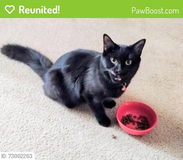 Reunited Female Cat last seen ooooooooooooo07, Columbia, SC 29229