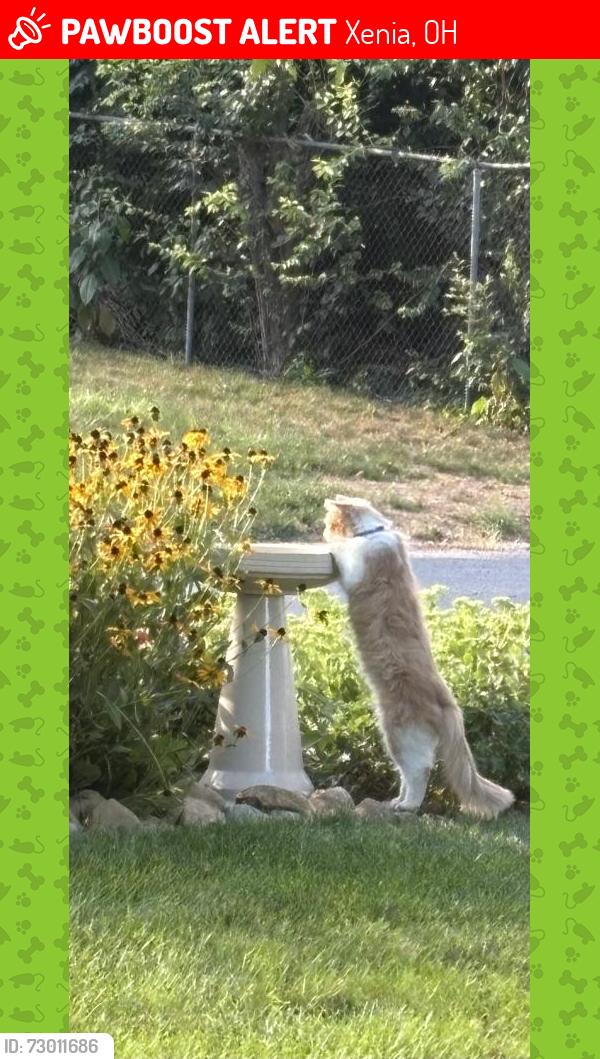Lost Male Cat last seen Painters like & Old Winchester, Xenia, OH 45385