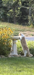 Lost Male Cat last seen Painters like & Old Winchester, Xenia, OH 45385