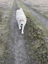 Lost Male Dog last seen Road 4320 Pinhead Butte Clackamas County Oregon , Estacada, OR 97023