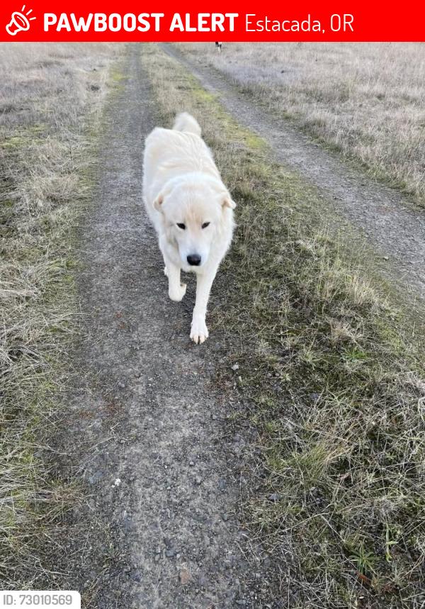 Lost Male Dog last seen Road 4320 Pinhead Butte Clackamas County Oregon , Estacada, OR 97023