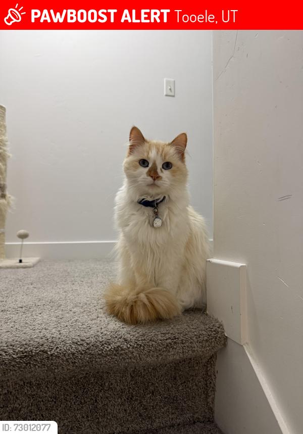 Lost Female Cat last seen Near my home , Tooele, UT 84074