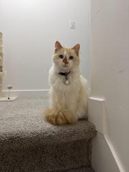 Lost Female Cat last seen Near my home , Tooele, UT 84074