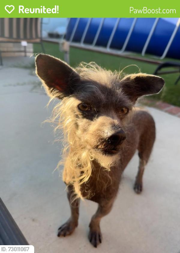 Reunited Male Dog last seen René and Edinger, Santa Ana, CA 92704