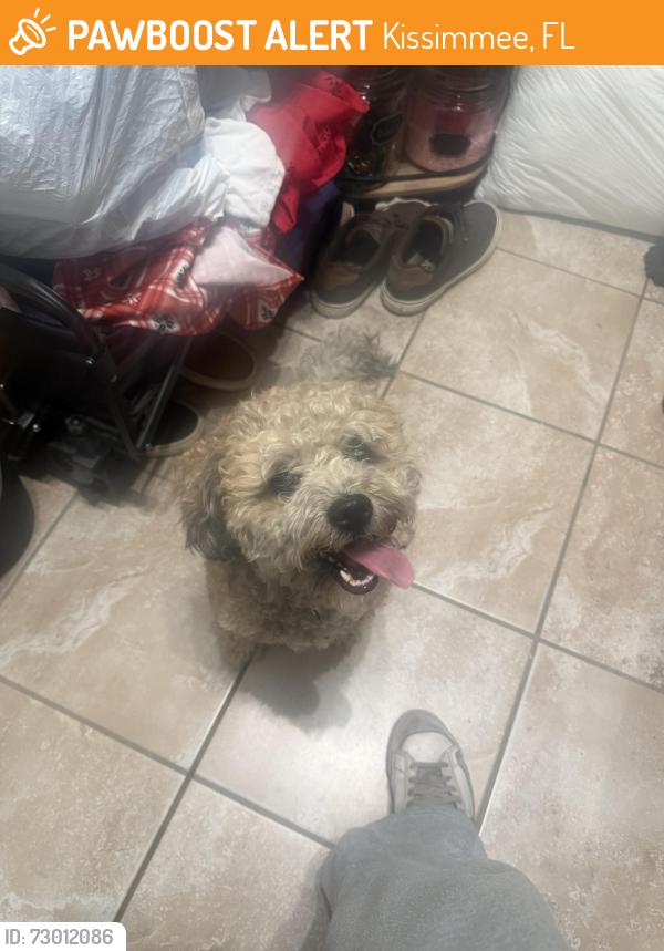 Found/Stray Male Dog last seen Near Orange haven way , Kissimmee, FL 34746