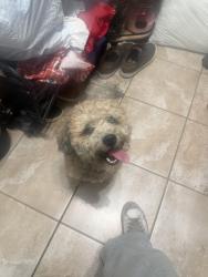 Found/Stray Male Dog last seen Near Orange haven way , Kissimmee, FL 34746