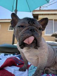 Reunited Male Dog last seen Robinhood Pl , Orange, CA 92867