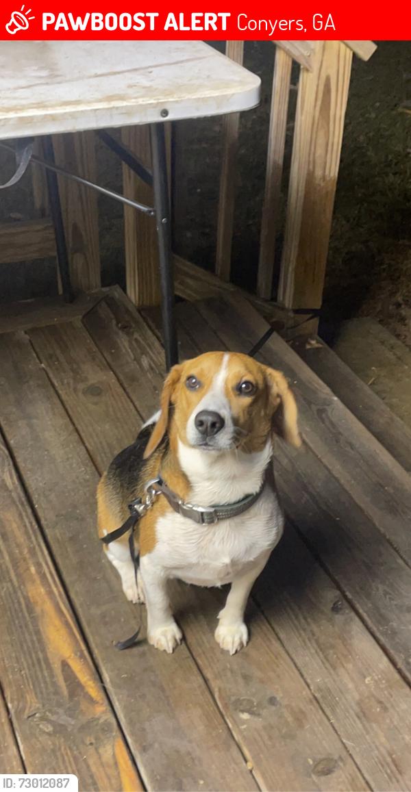 Lost Male Dog last seen Sigman Rd, piedmont hosp, Conyers, GA 30012