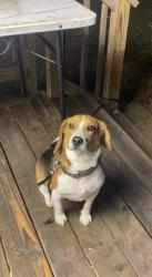 Lost Male Dog last seen Sigman Rd, piedmont hosp, Conyers, GA 30012