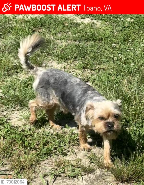 Lost Male Dog last seen Chickahominy rd, Friendship Dr, Toano, VA 23168