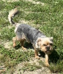 Lost Male Dog last seen Chickahominy rd, Friendship Dr, Toano, VA 23168