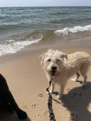 Lost Female Dog last seen Richard Jones and Hillmont, Nashville, TN 37215