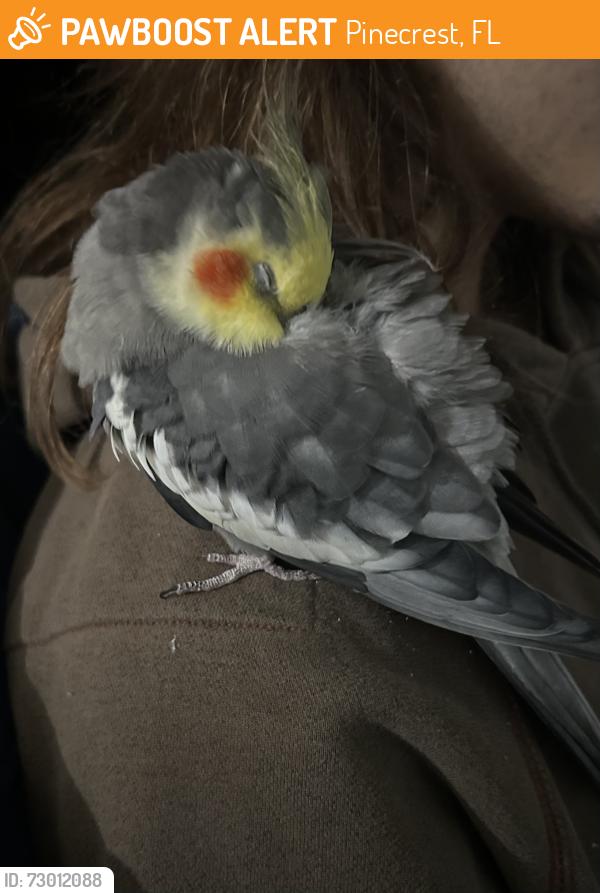 Found/Stray Unknown Bird last seen Dadeland South Station, Pinecrest, FL 33156