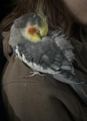 Found/Stray Unknown Bird last seen Dadeland South Station, Pinecrest, FL 33156