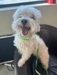 Reunited Male Dog last seen Hacienda and Fort Apache, Spring Valley, NV 89148