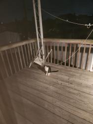 Found/Stray Unknown Cat last seen Bethlehem & Gary Avenue, Baltimore, MD 21222