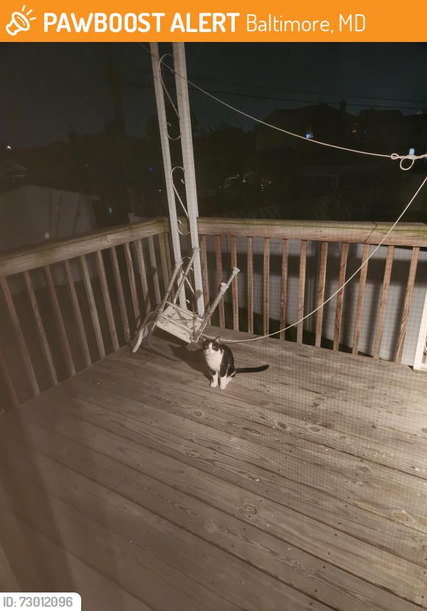 Found/Stray Unknown Cat last seen Bethlehem & Gary Avenue, Baltimore, MD 21222