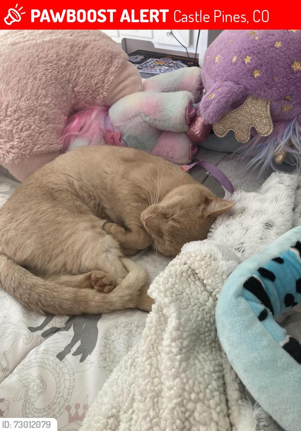 Lost Male Cat last seen Monarch, Castle Pines, CO 80108