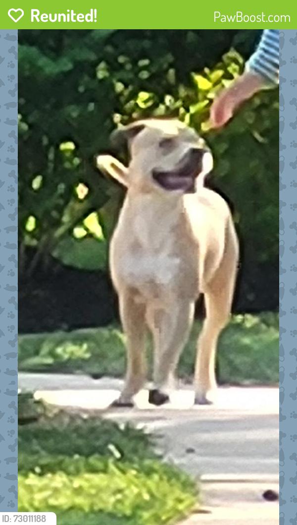 Reunited Male Dog last seen Drexelbrook Drive and Ferne, Drexel Hill, PA 19026