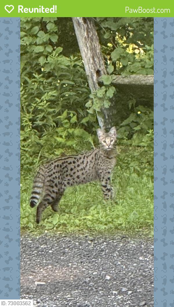 Reunited Unknown Cat last seen Route 25, Newtown, CT 06470