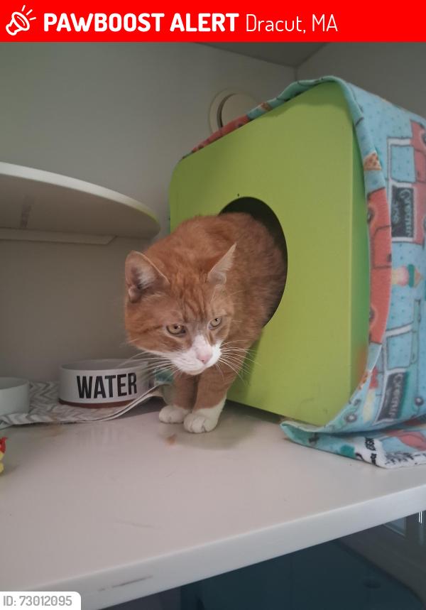 Lost Male Cat last seen Old village dracut, Dracut, MA 01826