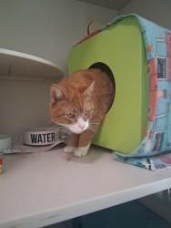 Lost Male Cat last seen Old village dracut, Dracut, MA 01826