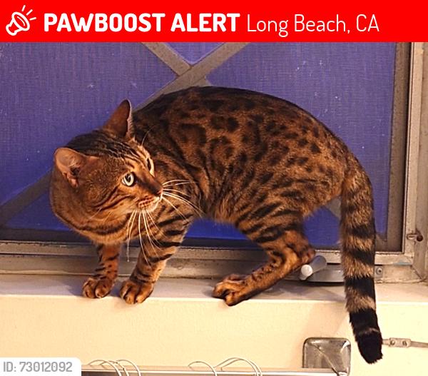 Lost Male Cat last seen West of Wilton St. and Termino Ave, Long Beach, CA 90804