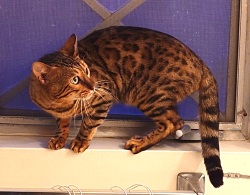 Lost Male Cat last seen West of Wilton St. and Termino Ave, Long Beach, CA 90804