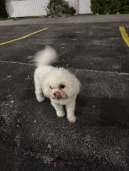Found/Stray Male Dog last seen Right off coral way and 24th ave, Miami, FL 33145