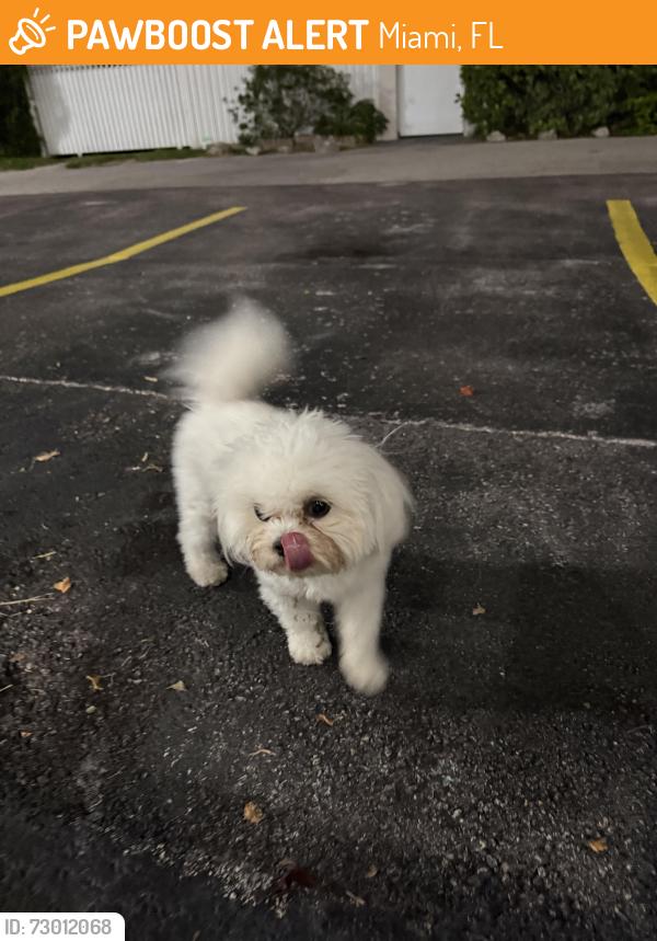 Found/Stray Male Dog last seen Right off coral way and 24th ave, Miami, FL 33145